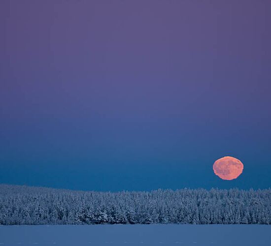 Husky Abenteuer unter schwedischen Nordlichtern © jokkmokkguiderna
